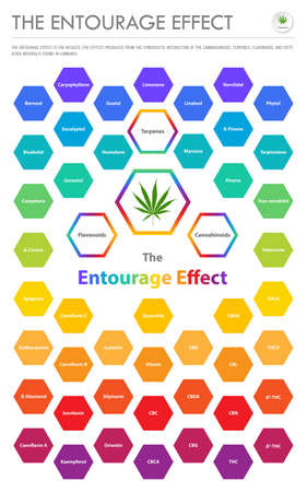 The Entourage Effect Overview vertical business infographic illustration about cannabis as herbal alternative medicine and chemical therapy, healthcare and medical science vector.のイラスト素材