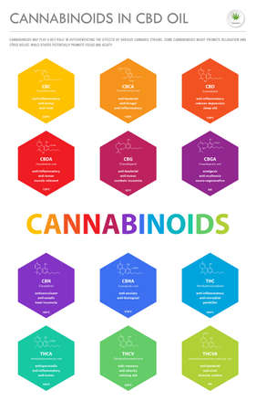 Cannabinoids in CBD Oil with Structural Formulas vertical business infographic illustration about cannabis as herbal alternative medicine and chemical therapy, healthcare and medical science vector.のイラスト素材