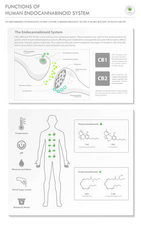 Functions of Human Endocannabinoid System vertical business infographic illustration about cannabis as herbal alternative medicine and chemical therapy, healthcare and medical science vector.のイラスト素材