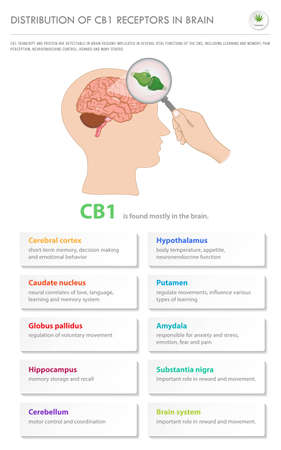 Distribution of CB1 Receptors in Brain vertical business infographic illustration about cannabis as herbal alternative medicine and chemical therapy, healthcare and medical science vector.のイラスト素材