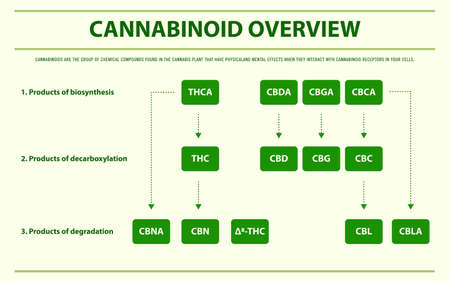 Cannabinoid Overview horizontal infographic illustration about cannabis as herbal alternative medicine and chemical therapy, healthcare and medical science vector.のイラスト素材