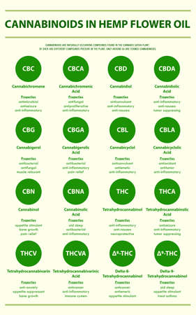 Cannabinoids in Hemp Flower Oil with Structural Formulas vertical infographic illustration about cannabis as herbal alternative medicine and chemical therapy, healthcare and medical science vector.のイラスト素材