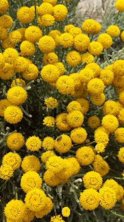 yellow flowers
