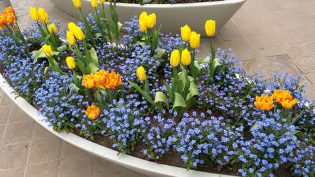 Flowers on the flower bed in the shape of a boatの写真素材