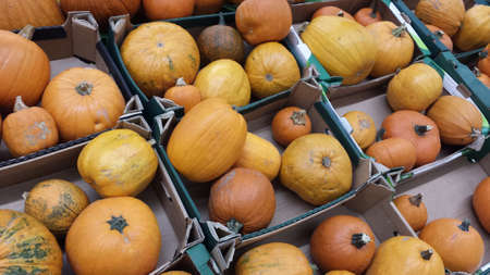 pumpkins