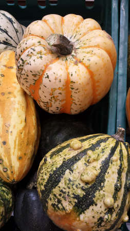 Different varieties of ornamental pumpkins