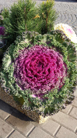 Ornamental cabbage in concrete flower beds on the sidewalkの写真素材