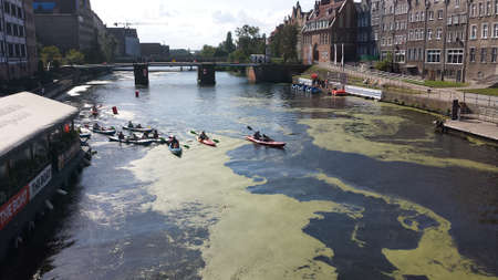 Gdansk, Poland - September 17, 2016: Kayakers on the river Motlawa. On the river green patches of...