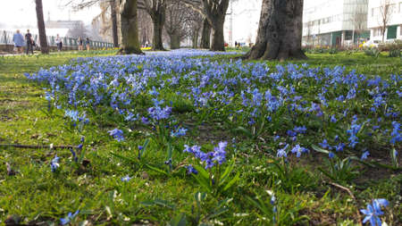 Gdynia, Poland - April 02, 2017: Alley of small blue flowers between trees