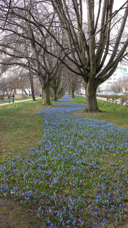 Gdynia, Poland - April 02, 2017: Alley of small blue flowers between treesのeditorial素材
