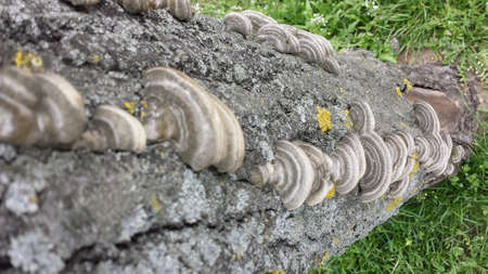 Bracket fungus on tree bark close up