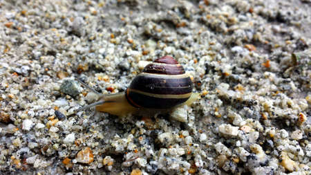 Snail crawling on the sand and fine stones