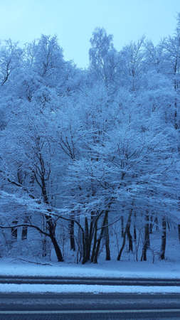 Winter trees. Trees in a beautifully snow-covered forest.の写真素材