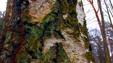 Birch bark close up in the middle of the forest.の写真素材