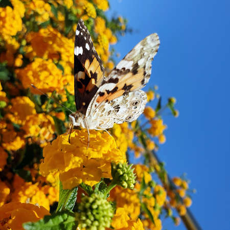 Butterfly on yellow flowers. Closeup.