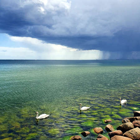 Storm clouds over the sea. Swans fleeing from the rain.の写真素材