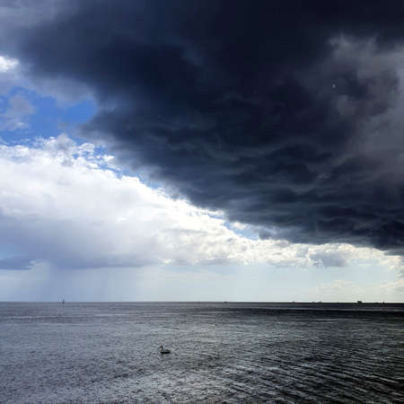 Storm clouds over the sea. Swan fleeing from the rain.の写真素材
