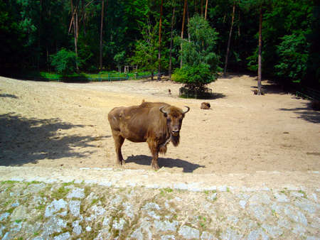 Bison on the catwalk in the zooの写真素材