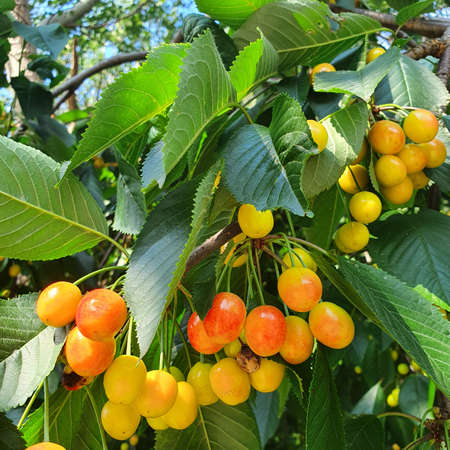 Cherry Tree. Ripening yellow orange cherries on the tree among the leaves.の写真素材