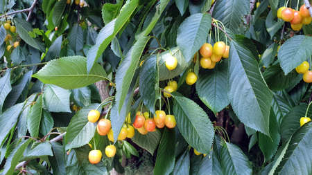 Cherry Tree. Ripening yellow orange cherries on the tree among the leaves.