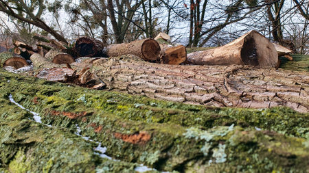 Felled trees. Trees cut into pieces in the woods.の写真素材