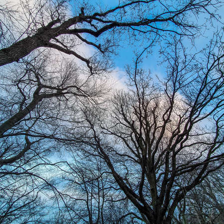 Leafless tree branches against the sky. View from below.