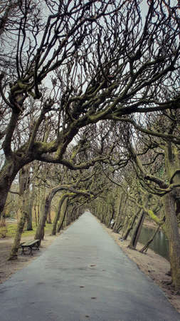 Beautiful linden alley in the old Oliwa park in Gdansk, Polandの写真素材