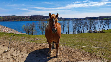 Beautiful brown horse on the paddock by the lake, Polandの写真素材