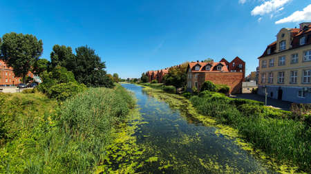 Green duckweed and other vegetation on the river that runs through the city