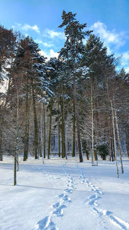 In the winter forest. Walk in the winter snow-covered forest.の写真素材