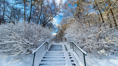 In the winter forest. Walk in the winter snow-covered forest.