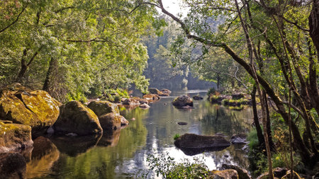 Forest with calm river.の写真素材