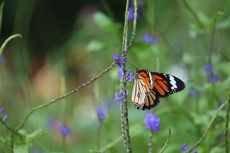 Butterfly perched on a purple flower in Maryland during the Summer
