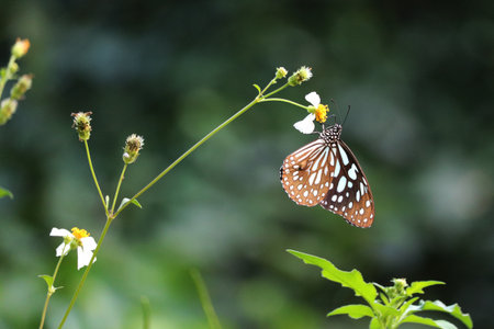Butterfly on flower in the garden.の写真素材