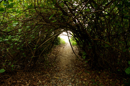 Tunnel in a forest in the morning. Natural tunnel.
