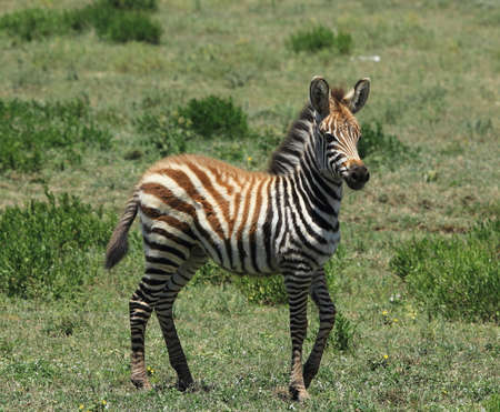 breeding of zebra redheadの写真素材