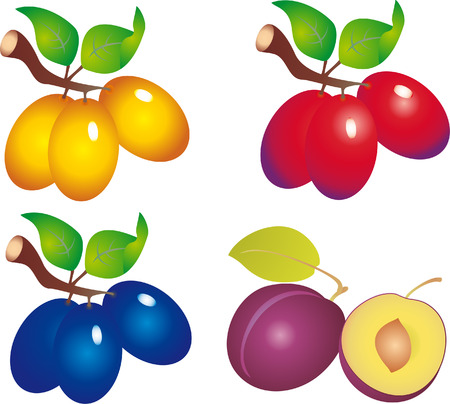 Plum vector のイラスト素材