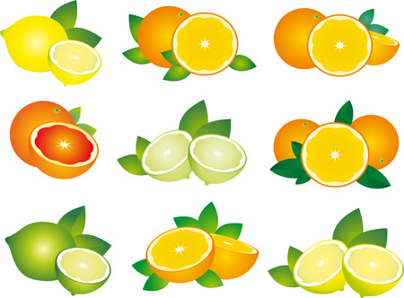 Citrusのイラスト素材