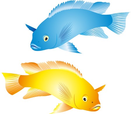 Illustration of a colorful tropical fish of the cichlid family isolated on white backgroundのイラスト素材