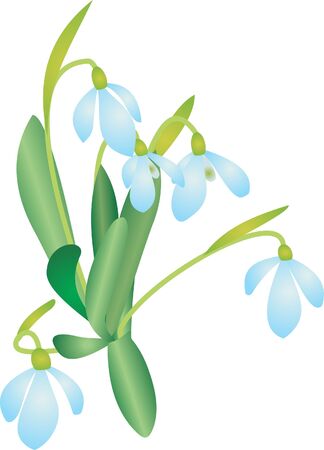 Snowdrop vectorのイラスト素材