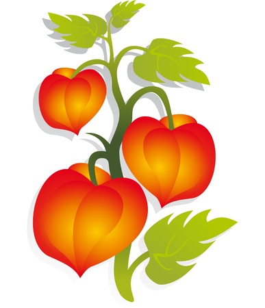 Flower vectorのイラスト素材