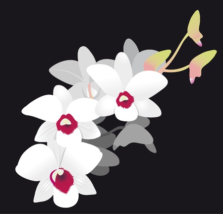 White Orchidのイラスト素材