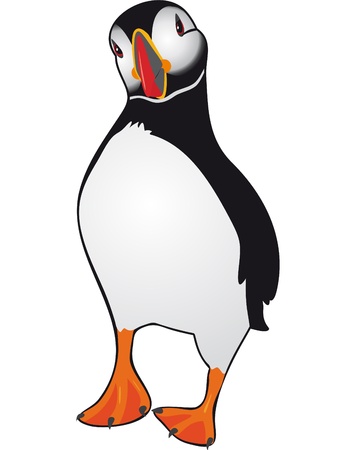 Atlantic Puffin (Fratercula arctica) のイラスト素材