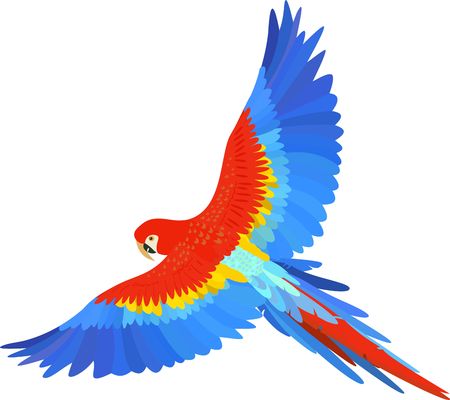 Ara macaw parrot spread wings vector illustration.のイラスト素材