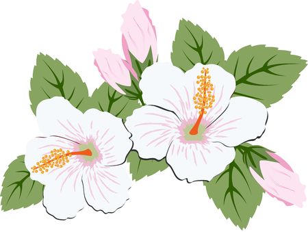 Beautiful pink hibiscus flowers with leavesのイラスト素材