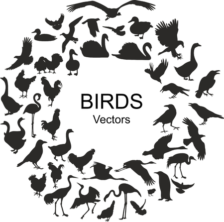 Collection of silhouettes of different species of birdsのイラスト素材