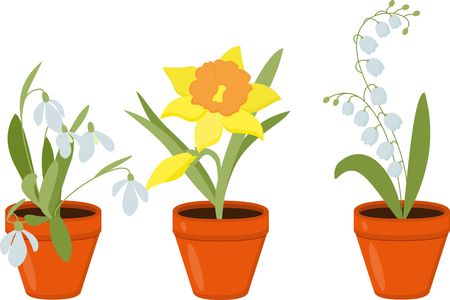 Spring flowers growing in the pods. Lily of the valley and daffodils isolated on white background.の写真素材