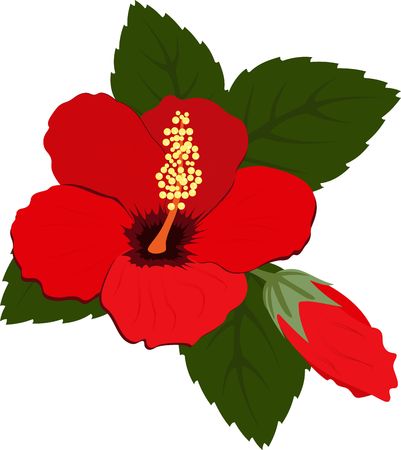Three beautiful red hibiscus flowers with leaves on white backgroundの写真素材