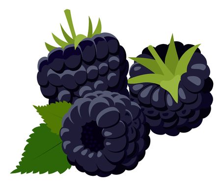 Blackberries. Group of two ripe blackberries with green leaves isolated on white background. Forest berry. Cartoon Raster illustration.の写真素材