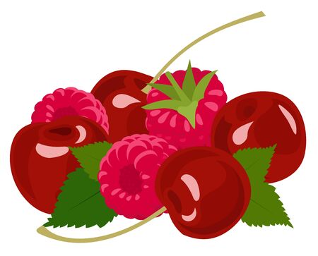 Berries. Raspberry and cherry on white. Raster illustrationの写真素材